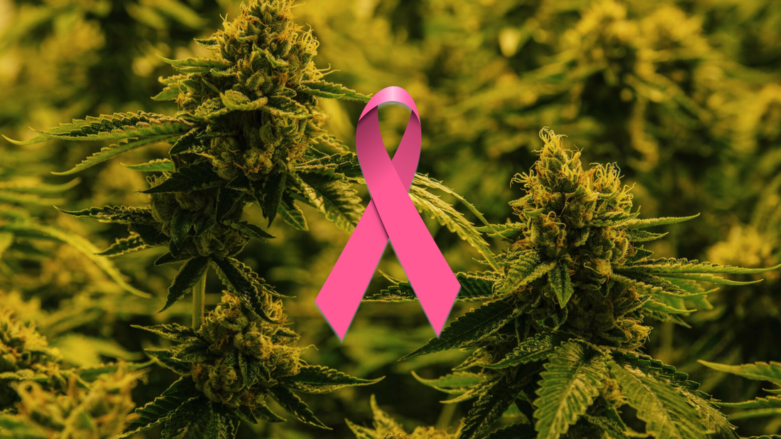 Cannabis and Breast Cancer The Higher Path Collective