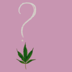 cannabis questions