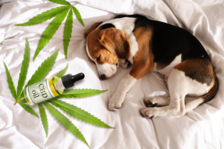 cbd for your pet