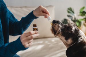 Vet CBD