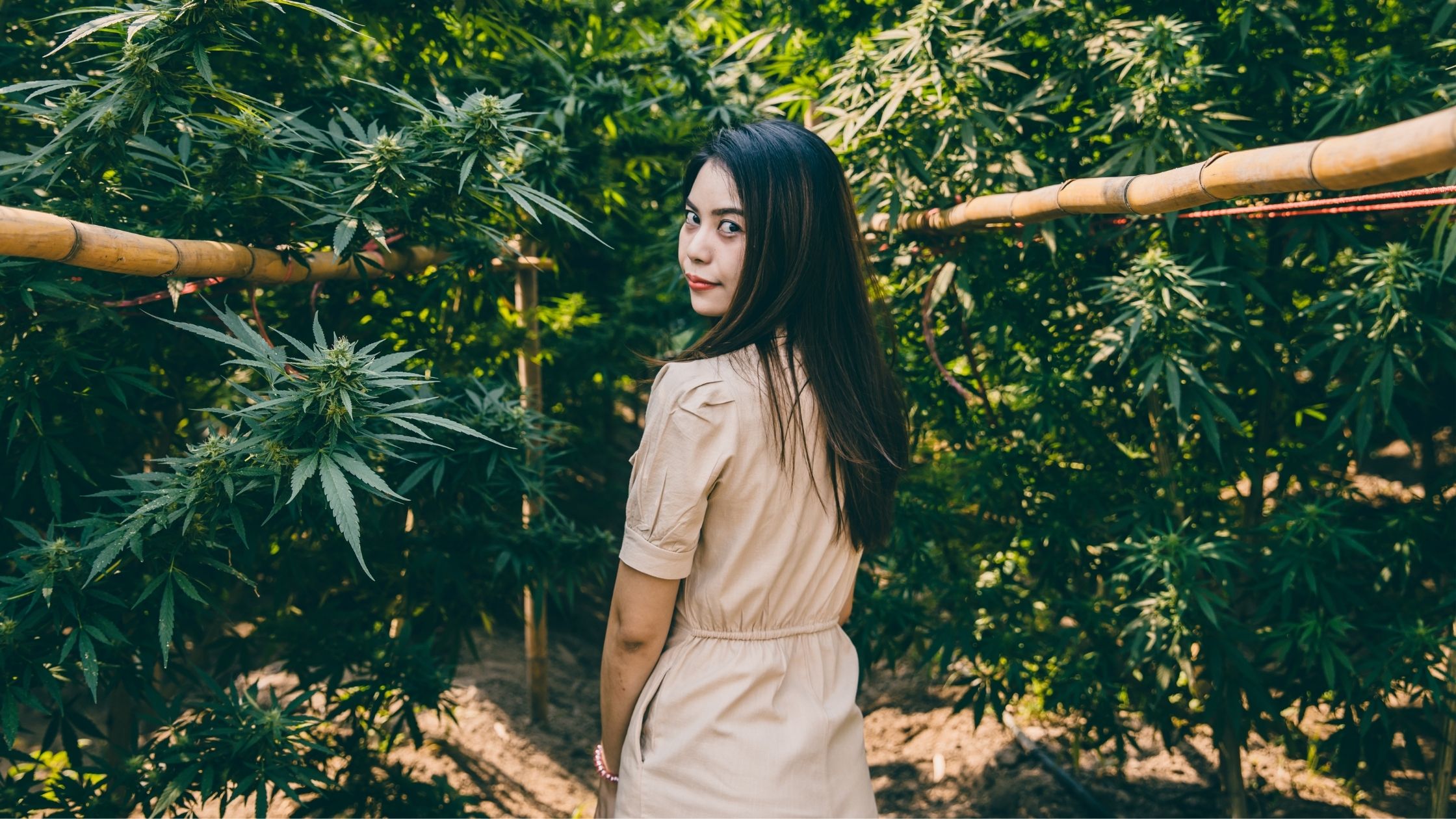Woman standing among tall cannabis plants in a lush outdoor garden, looking back over her shoulder along a bamboo-supported pathway.