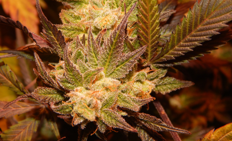 Close-up of a mature cannabis flower with frosty trichomes and green-purple leaves.