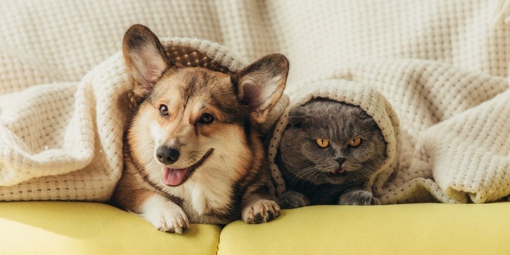 Dog and cat cuddled together under a cozy blanket on a couch.