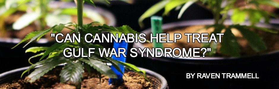 Young cannabis plants growing in pots with overlaid text asking whether cannabis can help treat Gulf War Syndrome.