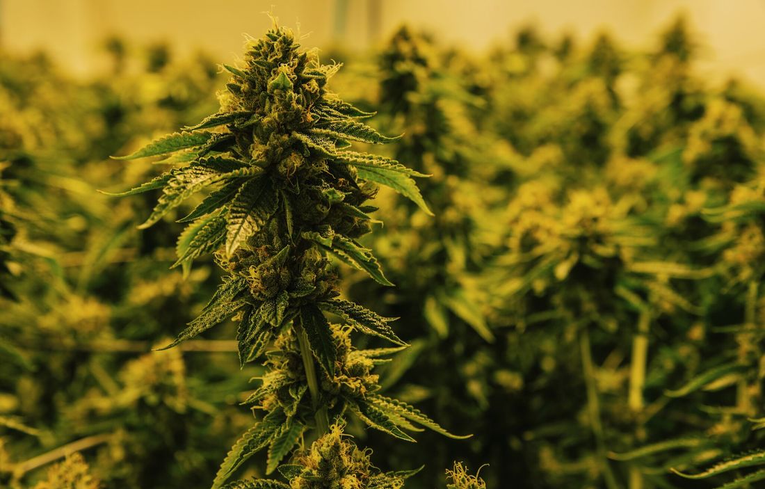 Close-up of a mature cannabis plant with dense flowering buds growing indoors, surrounded by rows of green marijuana plants under warm cultivation lighting.