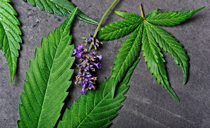 Green cannabis leaves arranged with a small lavender sprig on a dark stone background.