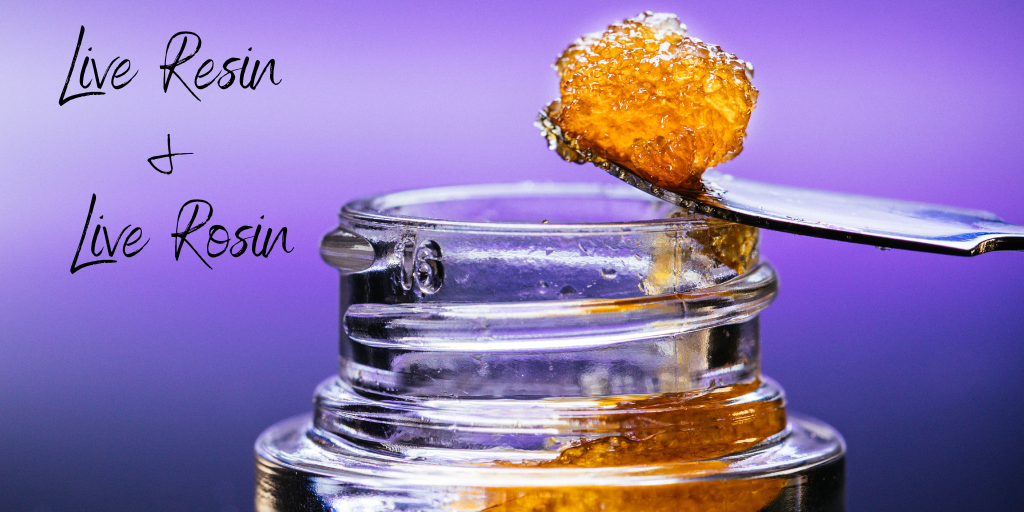 Close-up of golden cannabis concentrate labeled Live Resin + Live Rosin, shown on a metal dab tool above an open glass jar against a purple background.
