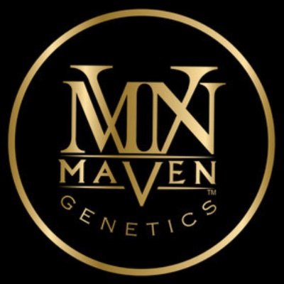 A circular gold and black logo for Maven Genetics. The design features a stylized, overlapping MVN monogram in gold above the word MAVEN in a serif font, with GENETICS arched along the bottom curve of the gold circular border.