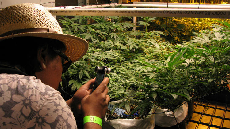 Person wearing a straw hat inspects cannabis plants in an indoor grow room, photographing leafy green plants under cultivation lights.