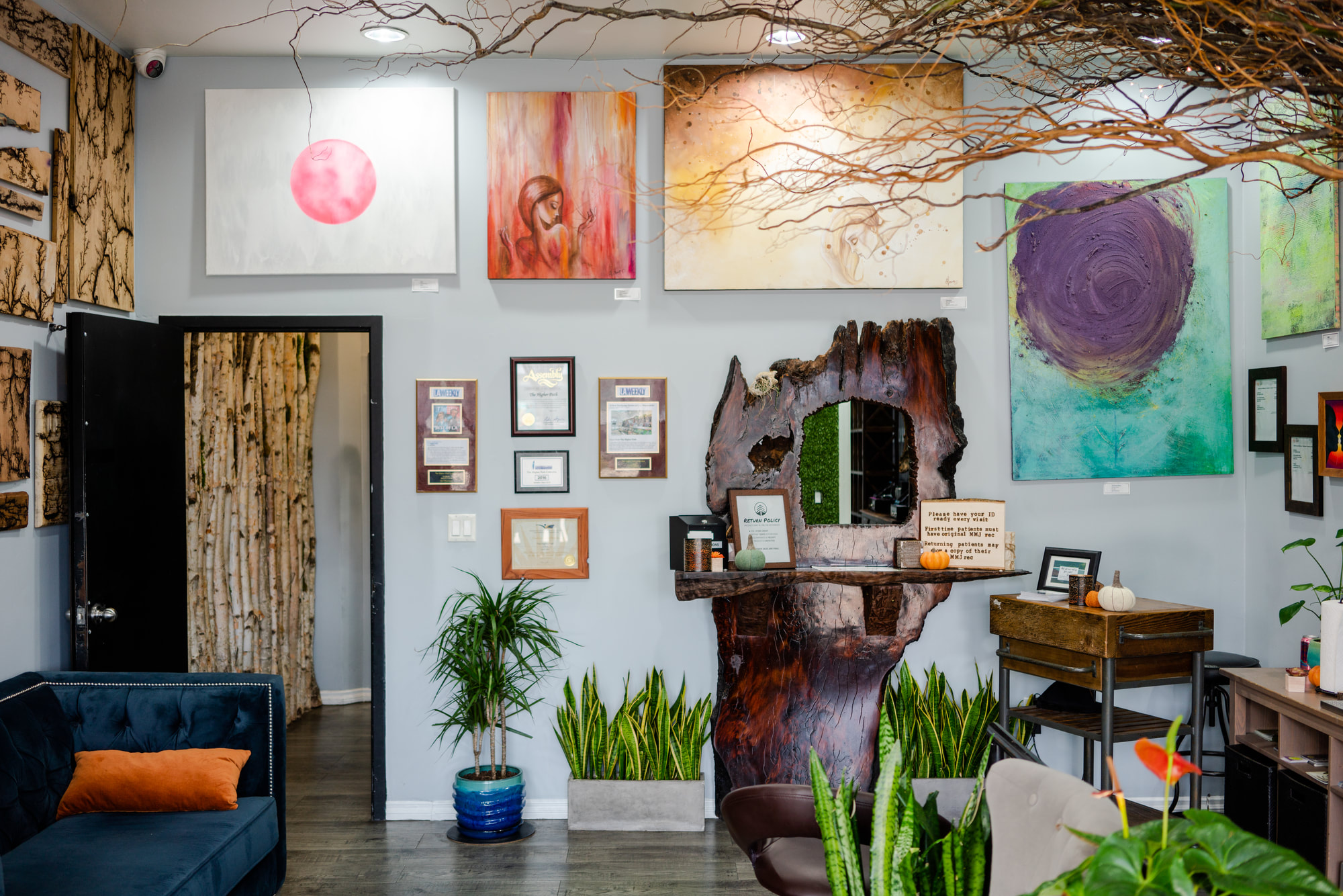 Interior of a stylish dispensary with artwork on the walls, hanging tree branches, indoor plants, and a rustic wooden reception desk, creating a calm, gallery-like environment.
