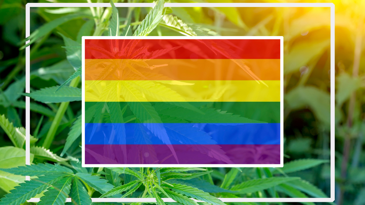 Cannabis plants in the background with a centered rainbow pride flag graphic outlined in white, symbolizing LGBTQ+ pride and cannabis culture.