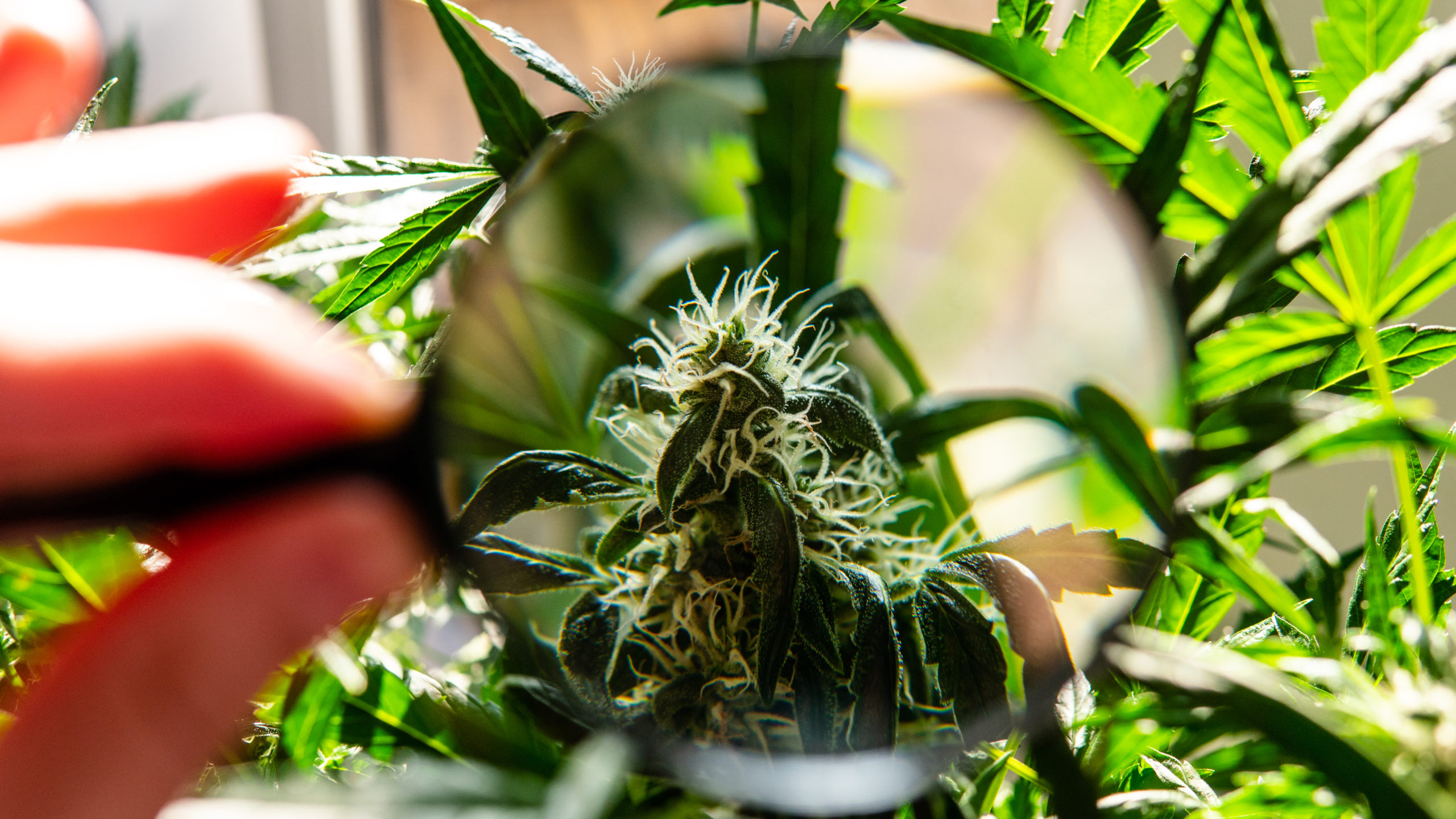 Close-up of a cannabis plant bud with white hairs, viewed through a magnifying glass held by a person, surrounded by green leaves.