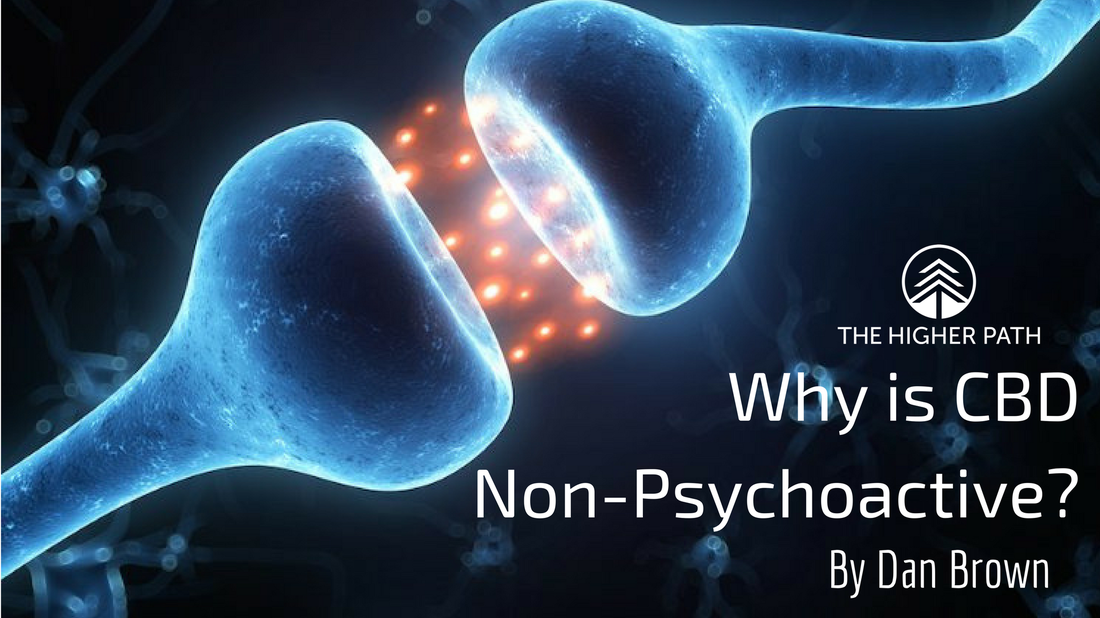 Illustration of two neurons exchanging signals with overlay text reading ‘Why is CBD Non-Psychoactive?’ and ‘By Dan Brown,’ alongside The Higher Path logo.