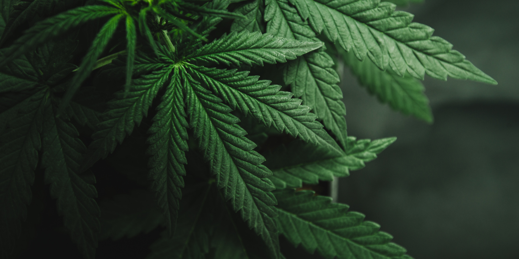 Close-up of healthy green cannabis leaves with detailed veins against a dark, soft-focus background.