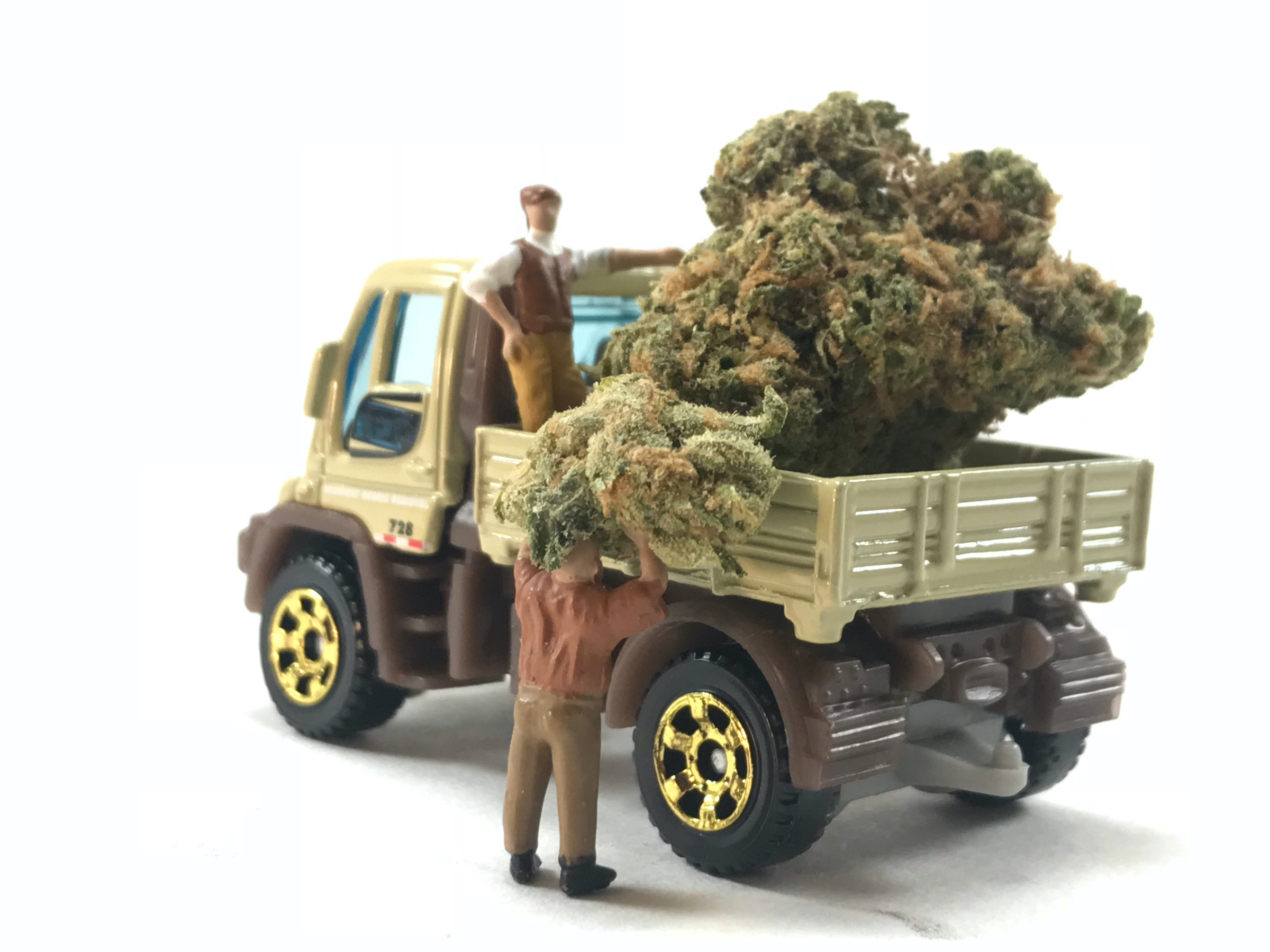 Miniature toy truck with small figurines loading oversized cannabis buds into the truck bed against a white background.