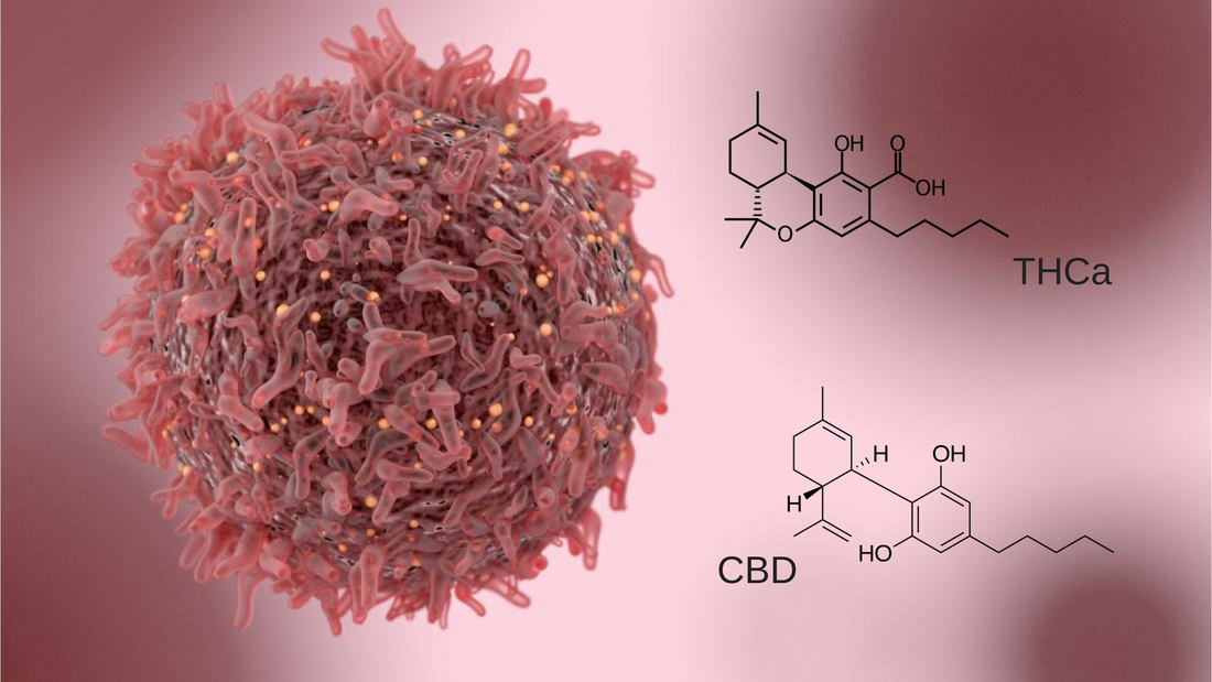 Illustration of a spherical microscopic cell or virus-like structure on a pink background, alongside chemical structure diagrams labeled THCa and CBD, representing cannabis compounds.