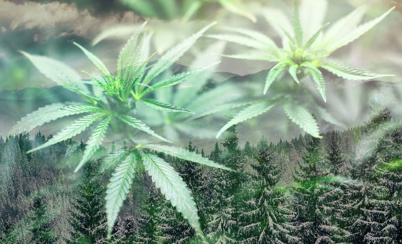 Layered image showing translucent cannabis leaves over a misty evergreen forest landscape with mountains in the background.